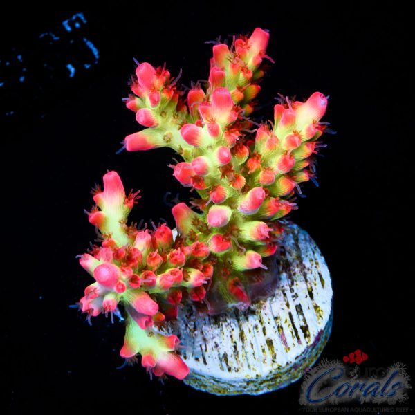 EC Red Devils Acro EX