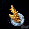 EC Super Orange Tangerine Dream Acro LIMITED