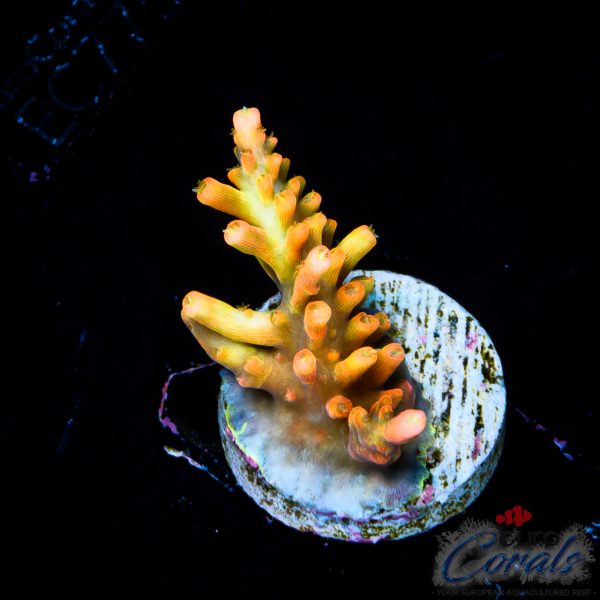 EC Super Orange Tangerine Dream Acro LIMITED
