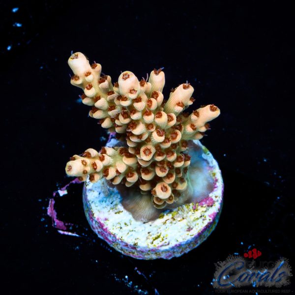 EC Akil’s Crayola Twist Acro NEW