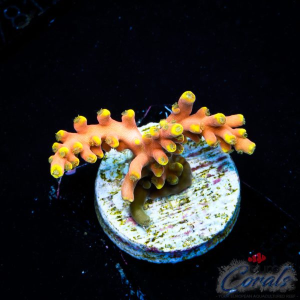EC Akil’s CandyLand Acro NEW