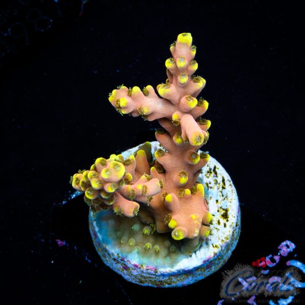 EC Akil’s CandyLand Acro NEW