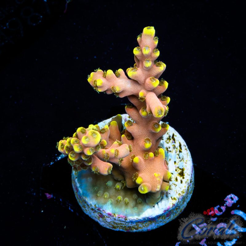 EC Akil’s CandyLand Acro NEW