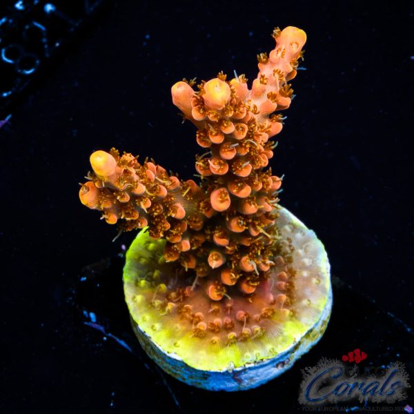 EC Mango Flamingo Acro NEW