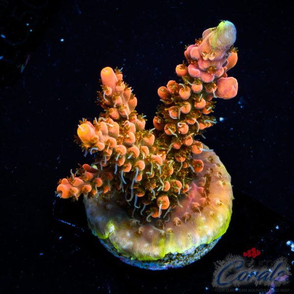 EC Mango Flamingo Acro NEW