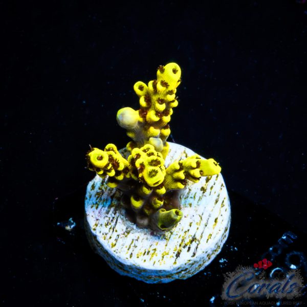 EC Super Yellow Wolverine Acro NEW