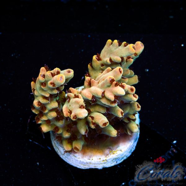 EC Wasp Nest Acro