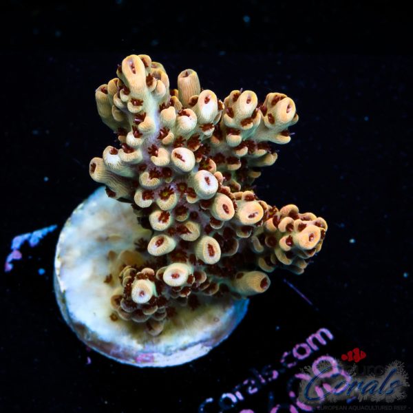 EC Wasp Nest Acro