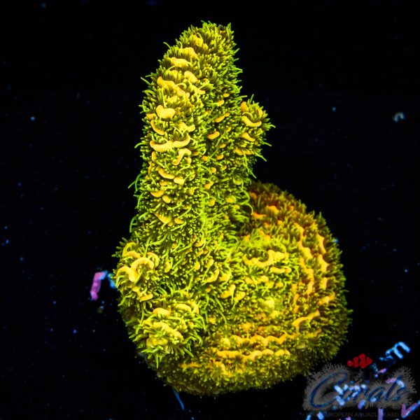EC Rainbow Barsoom Mille