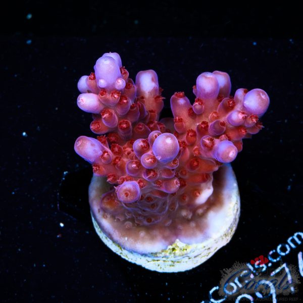 EC Lolly Fruit Acro