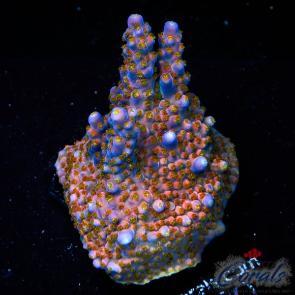 EC Aurora Split Acro NEW