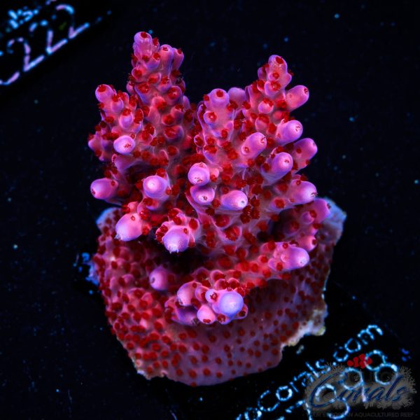 EC Lava Lamp Acro NEW