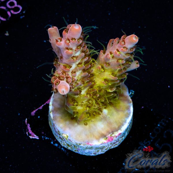 EC Tequila Sunrise Acro