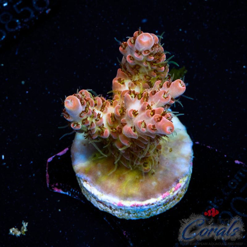 EC Tequila Sunrise Acro