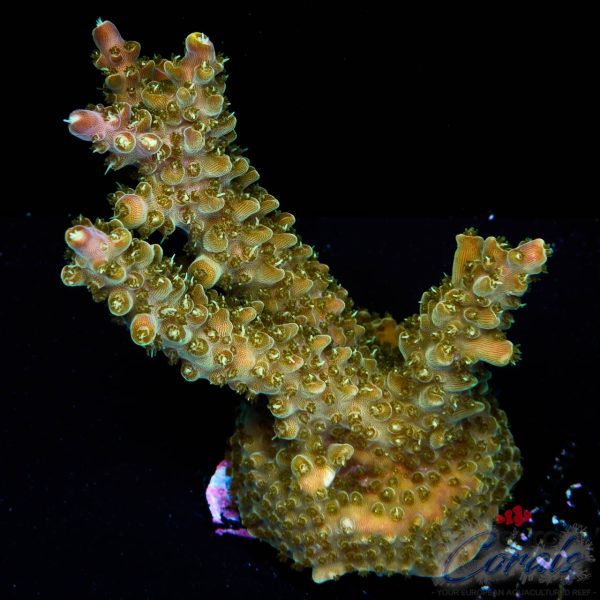 EC Bubble Bath Unicorn Acro
