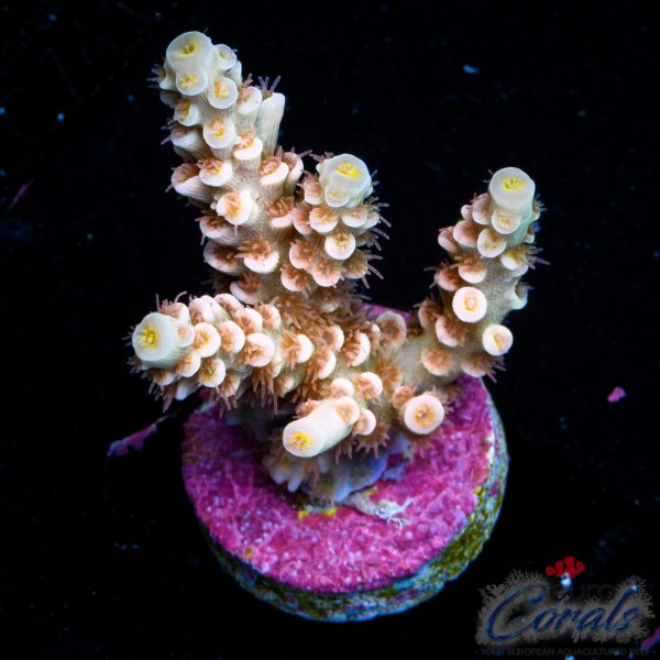 EC Peach Spire Tenuis Acro NEW EX