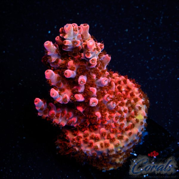EC Ruby Crown Acro NEW