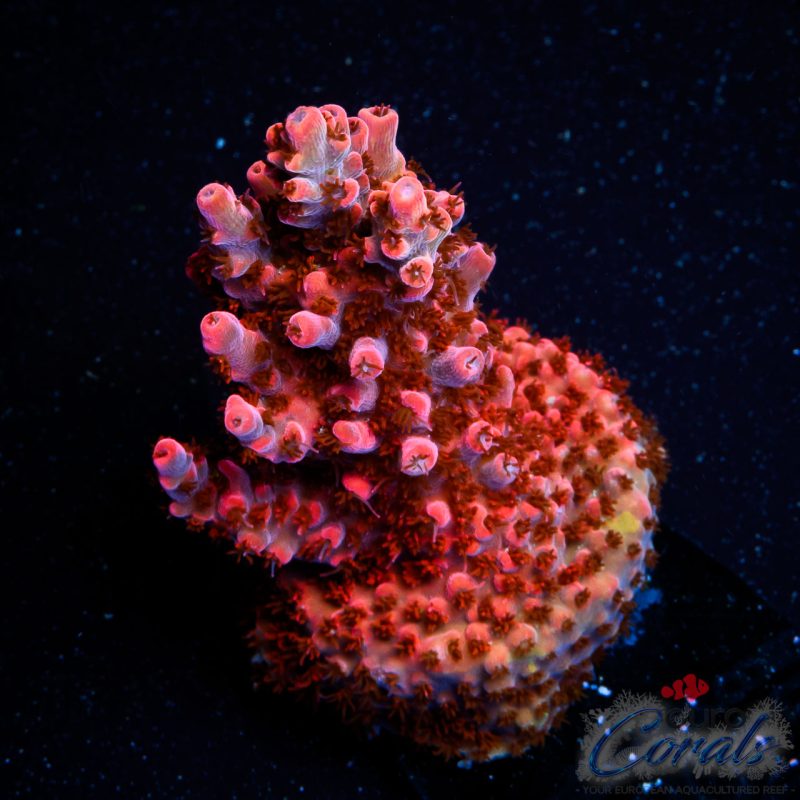EC Ruby Crown Acro NEW