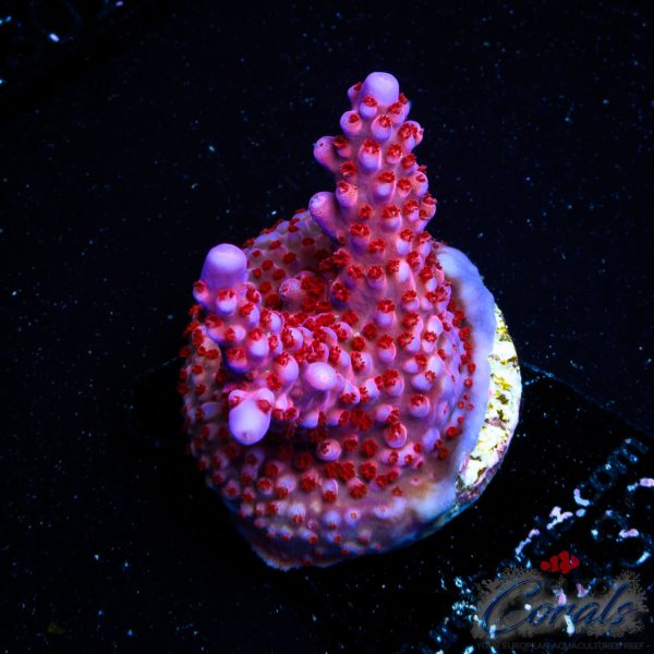EC Rose Thorn Acro NEW