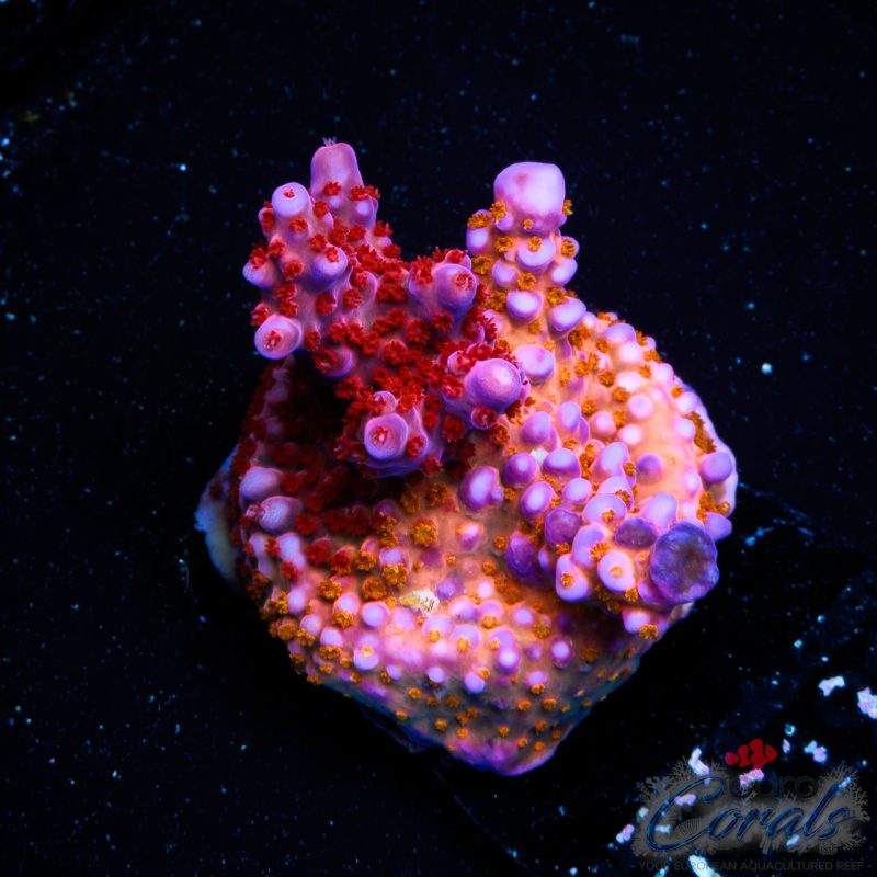 EC Hell2Heaven Acro ER GRAFTED EX