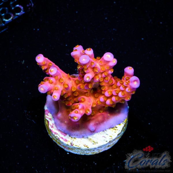 EC Fairy Dust Acro NEW