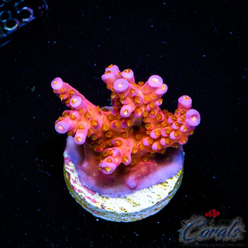 EC Fairy Dust Acro NEW
