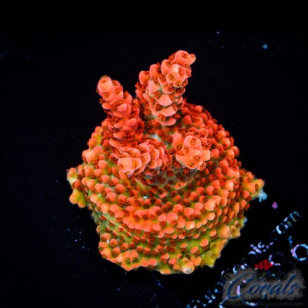 EC Akil's Sauron’s Flame Acro EX NEW