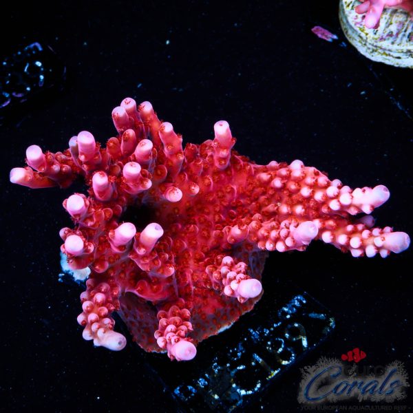 EC Red Octopus Acro