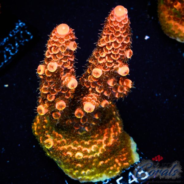 EC On Fire Spathulata Acro