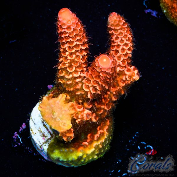 EC On Fire Spathulata Acro