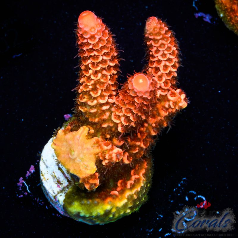 EC On Fire Spathulata Acro