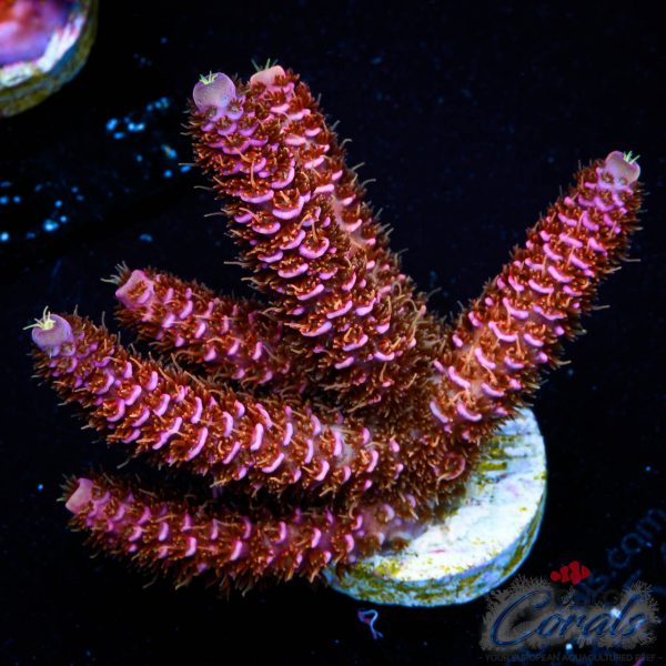 EC Rainbow Purple Blue Mille Acro