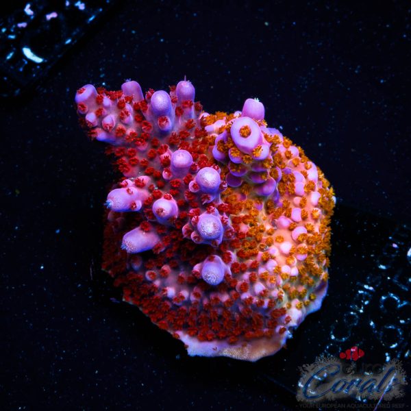 EC Hell2Heaven Acro ER GRAFTED EX
