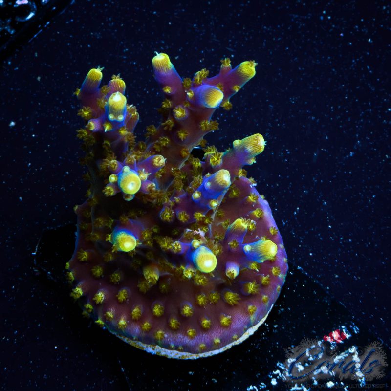 EC Blue Candle Acro