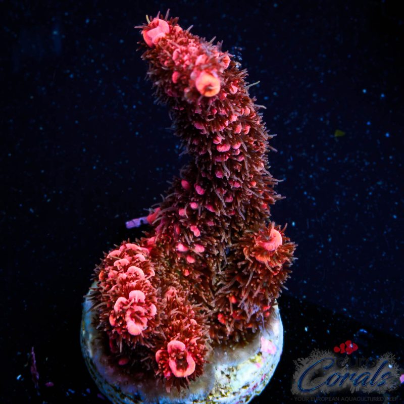 EC Red Flame Mille Acro NEW
