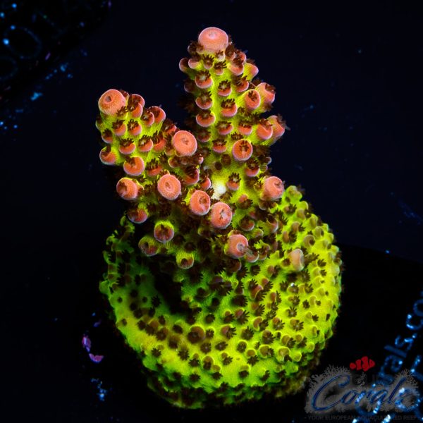 EC BloodMoon Acro