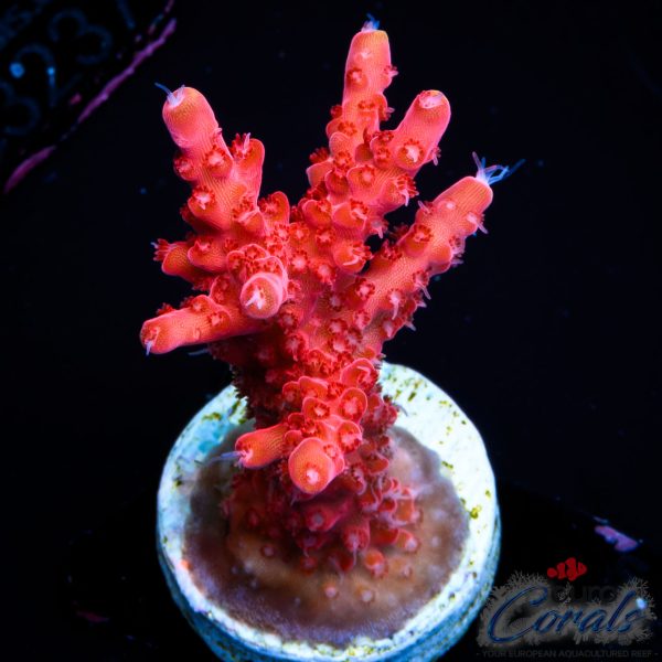 EC The Red Golden Tipped Acro NEW