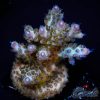 EC Purple Grapes Acro NEW L