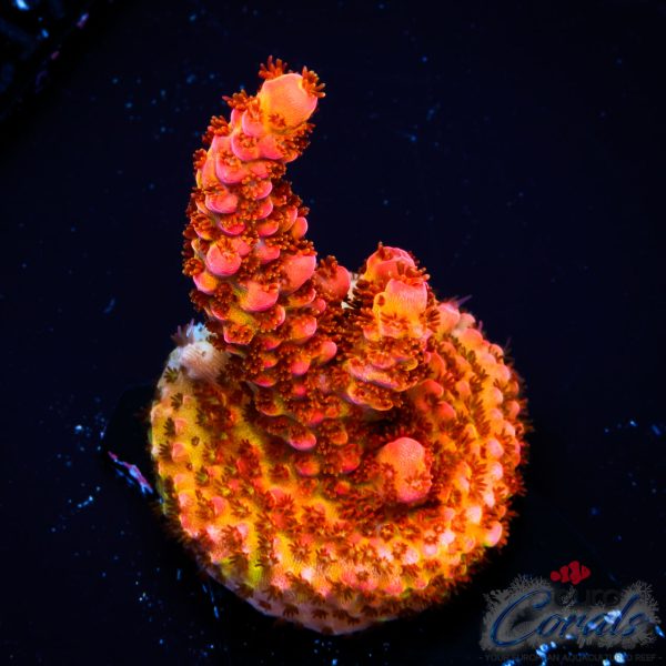 EC Akil's DeadPool Acro NEW LIMITED