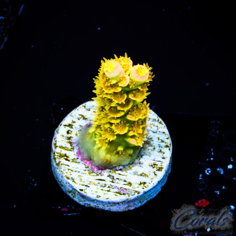 EC Akil`s WaltDisney Acro S
