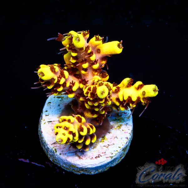 EC Super Yellow Wolverine Acro NEW
