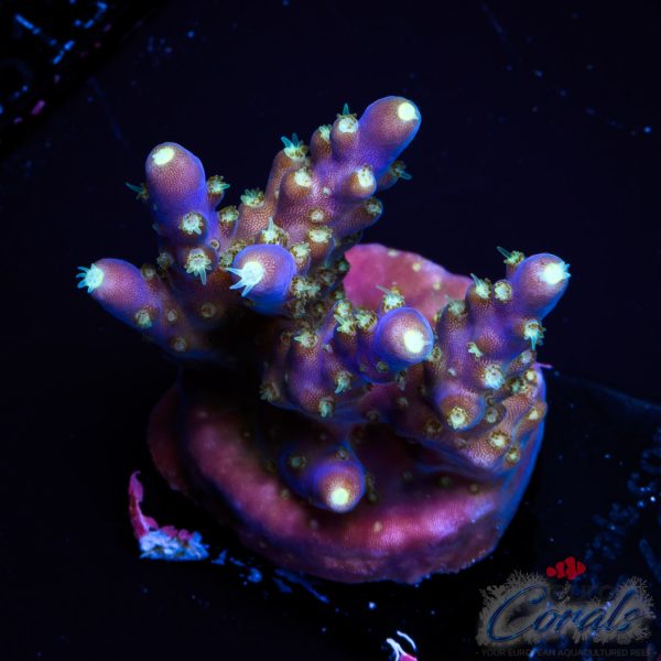 EC Nebula Super Blue Yellow Polyps Acro