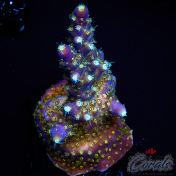 EC Nebula Super Blue Yellow Polyps Acro