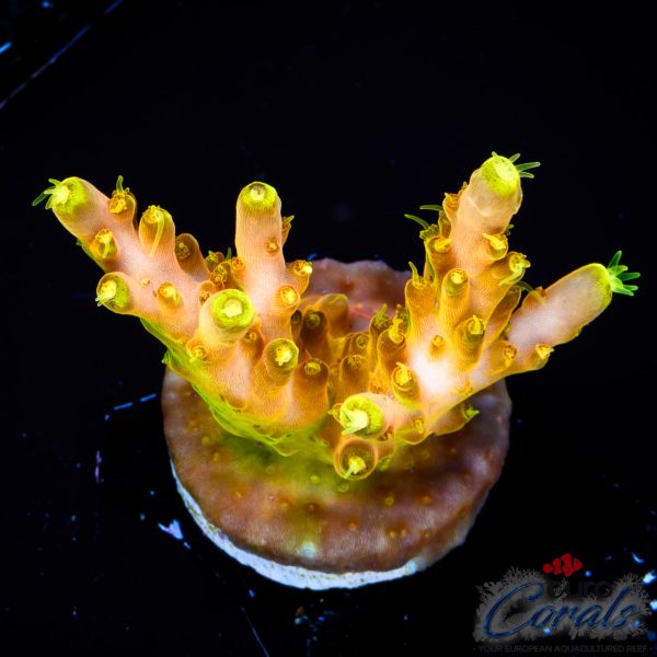 EC Akil’s Golden Jawdropper Acro