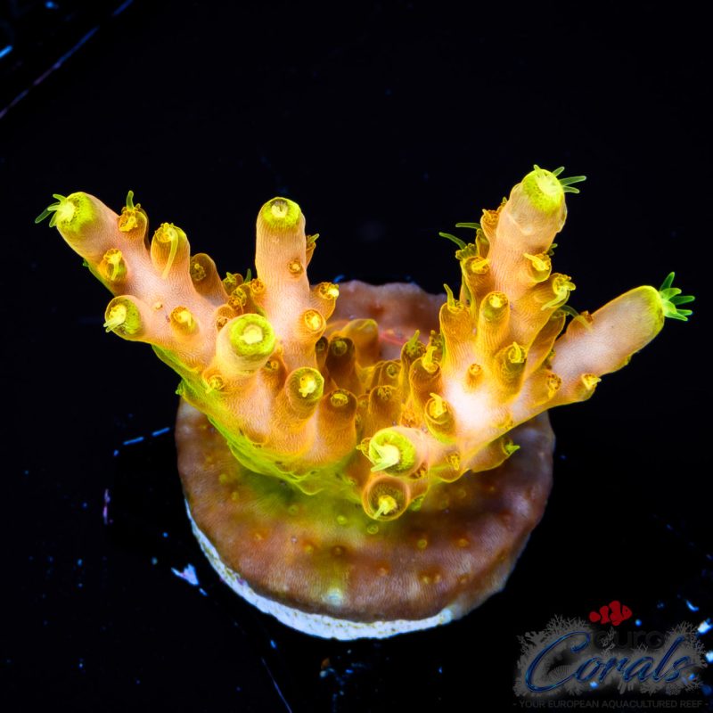 EC Akil’s Golden Jawdropper Acro