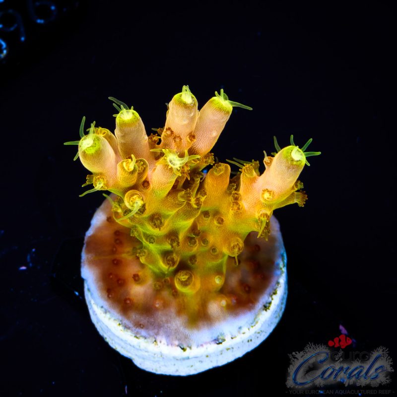 EC Akil’s Golden Jawdropper Acro