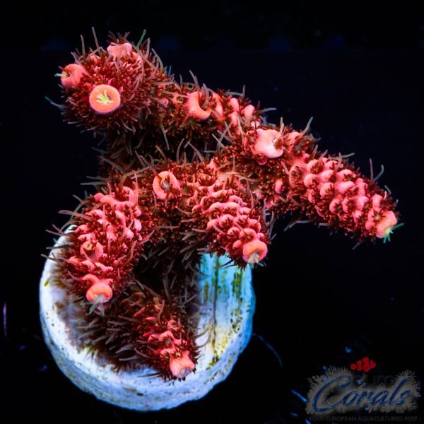 EC Rosevine Mille Acro NEW