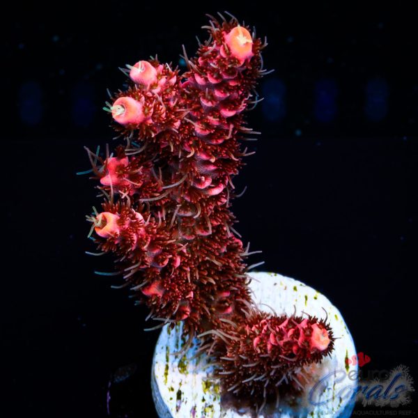 EC Rosevine Mille Acro NEW