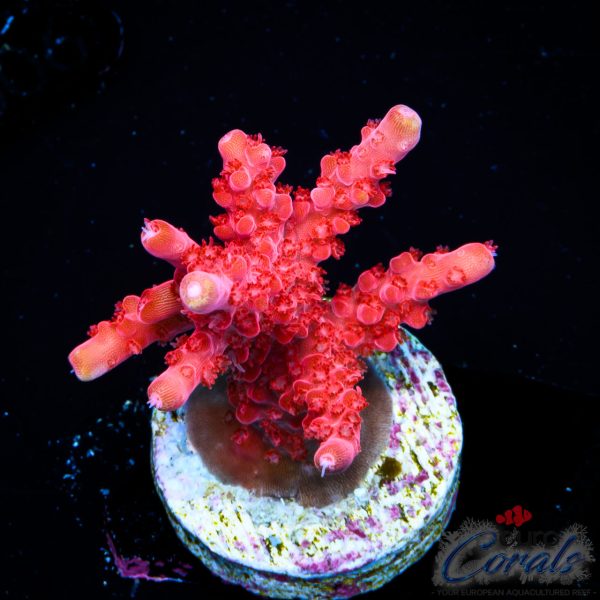 EC Nebula Super Blue Yellow Polyps Acro