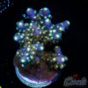 EC Nebula Super Blue Yellow Polyps Acro